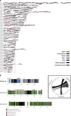 Repeat-Driven Generation of Antigenic Diversity in a Major Human Pathogen, Trypanosoma cruzi